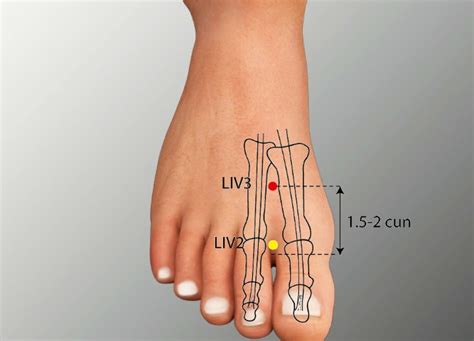 lv 3 acupuncture point location
